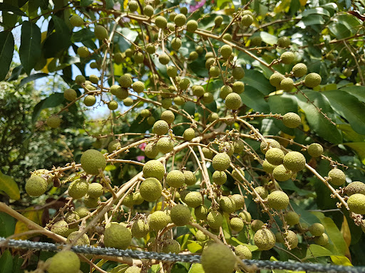 Wan Tee Longan Malaysia